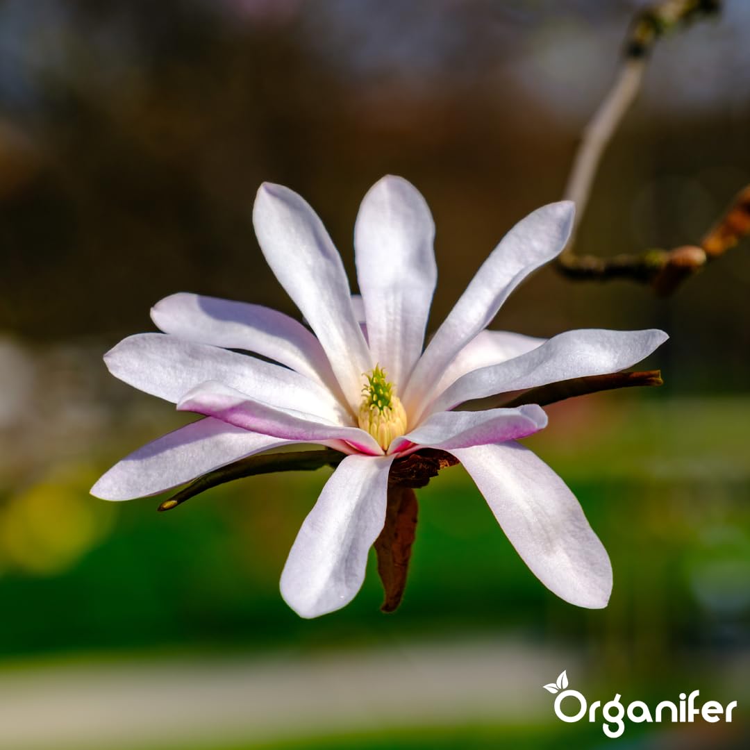 Fertilizzante Liquido Per Magnolia Stellata 3L – Concime Organico Per Fioritura Elegante E Fogliame Sano – Rafforza Radici E Crescita Sana – Organifer