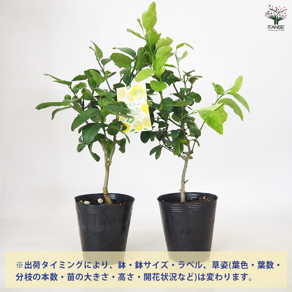 Amazon.co.jp: ITANSE レモンの苗木 四季成りリスボンレモン 5号