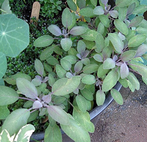 Purple Sage Herb - Grow Indoors/Out - Live Plant - 3" Pot Purple Sage Herb - Grow Indoors/Out - Live Plant - 3" Pot