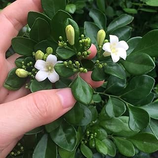 Curry Leaves Seeds, Making Indian Sri Lankan Spices Curry Powder, Curry Leaves Plant Bonsai Tree Indoor Plant Heirloom Herb Seeds for Planting Canada Garden Gift Seed -20 Pcs