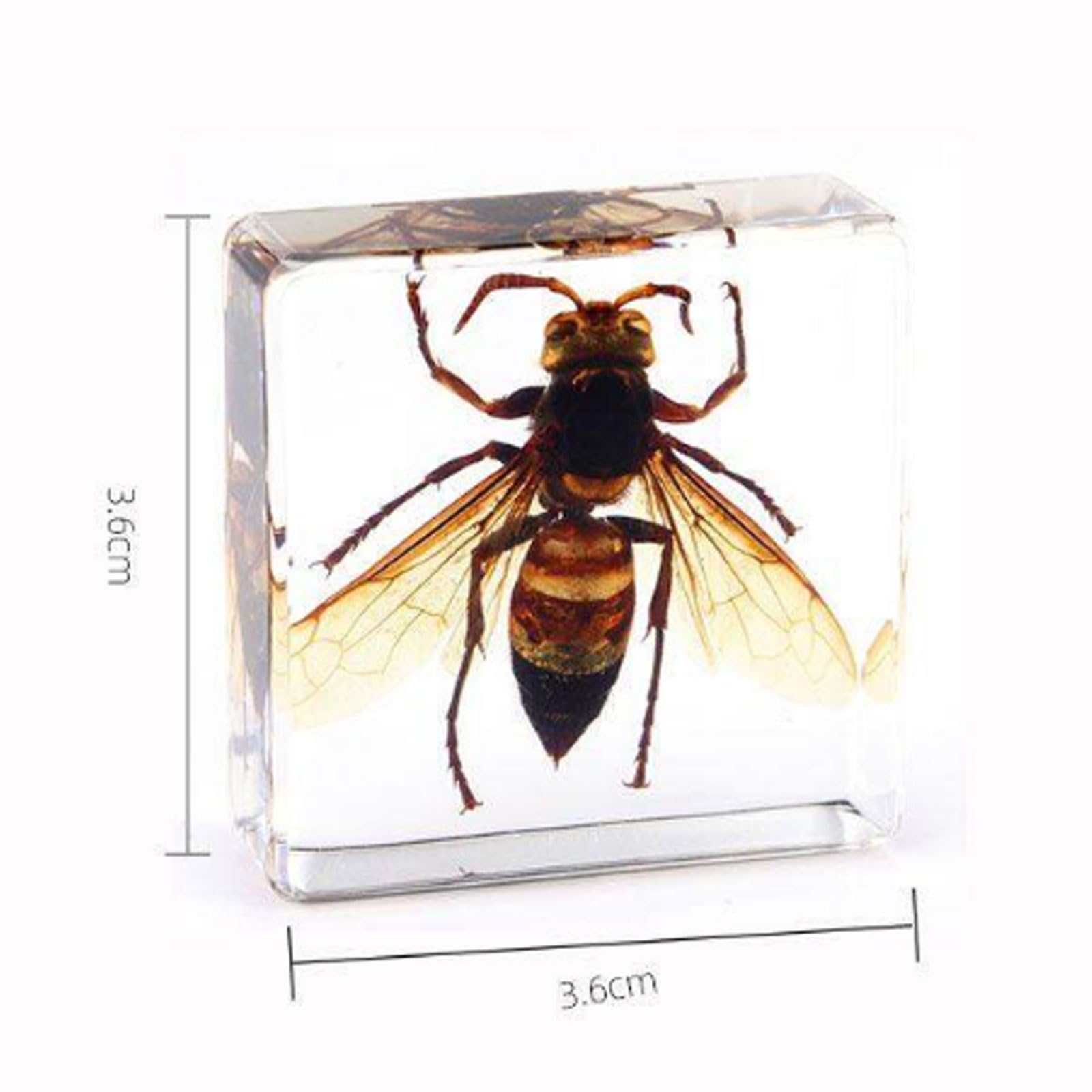 Esempi Insetti Reali Insetti In Resina Animali Esemplare Fermacarte Per Appassionati Di Biologia Collezione Insegnamento-ALL