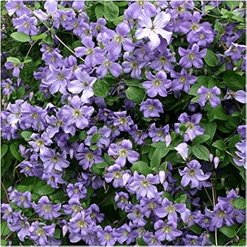 Clematis 'Prince Charles' Large Plug Plants Cover