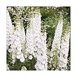 Stk - 20x Riesen Delphinium cultorums Weiß Rittersporn Pflanzen - Samen A292 - Seeds & Plants Shop by Ipsa