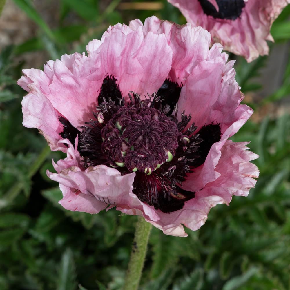 YouGarden Oriental Poppy Pink Perfection, Hardy Perennial, Giant Ruffled Pink Blooms, Pollinator Friendly Garden Colour, Ready To Plant, 9cm Pot