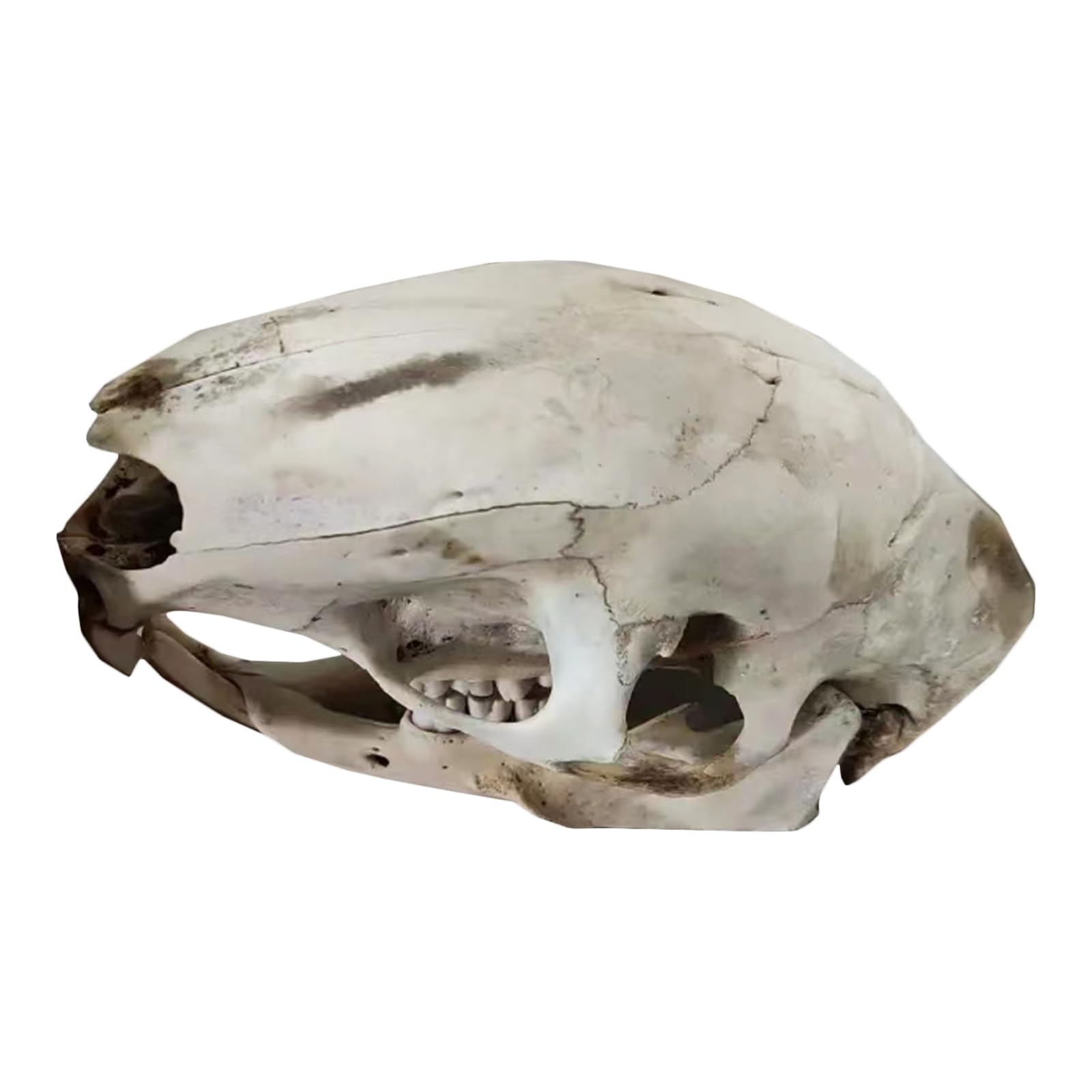 Amazon.co.jp: ヤマアラシの頭蓋骨モデル - ヤマアラシの頭蓋骨