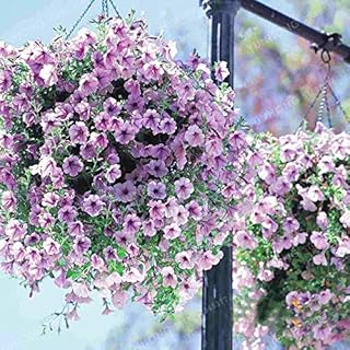 . 100 pc/Bonsai Borsa Petunia pianta rampicante Petunia Fiore Mix Petunia Hybrida giardino Bonsai pianta facile da coltivare: 3: Only Seeds