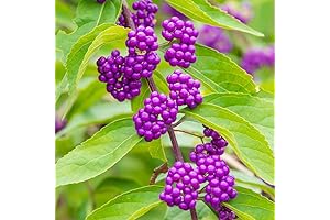 QAUZUY GARDEN American Beautyberry Seeds