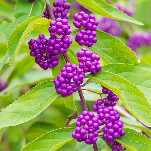 Miniatura 1 de QAUZUY GARDEN 50 semillas de bayas de belleza americanas (Callicarpa Americana)  Arbusto de morera francesa nativa Beautyberry  Llamativa planta de
