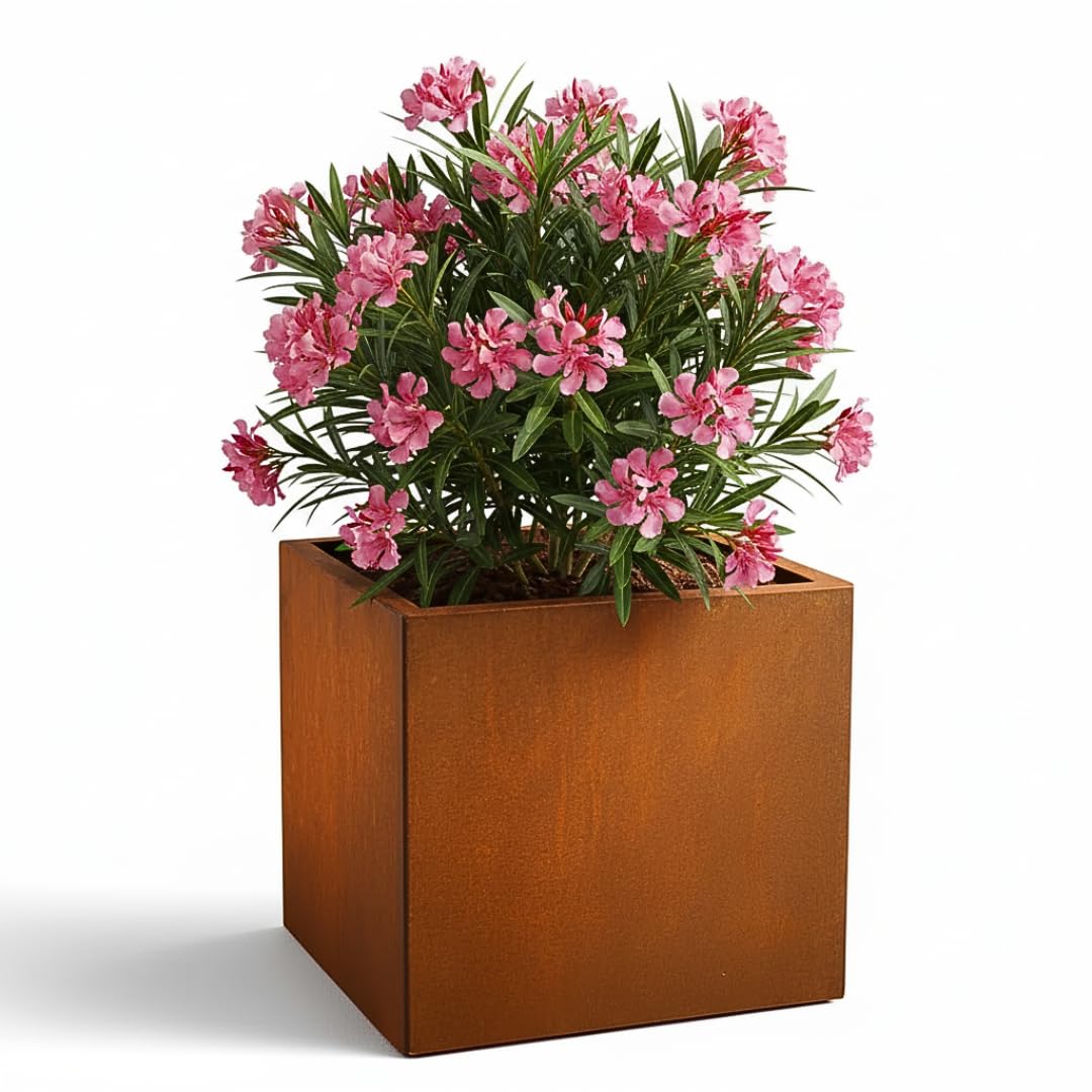 Czaja Cortenstahl Pflanzkübel 60x60x60 cm Fiorella mit Bodenplatte - Made in Germany - Rost Deko Blumenkübel quadratisch – wetterfest & langlebig – Garten Terrasse Balkon – Edelrost Pflanzgefäß