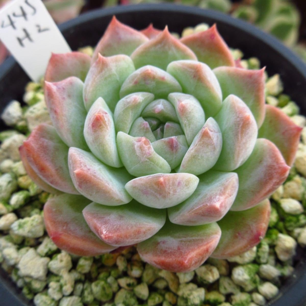 Amazon.co.jp: !!多肉植物 5枚目紅葉写真あり ヘレイス レア苗 Amazon.co.jp: !!多肉植物 5枚目紅葉写真あり ヘレイス レア苗