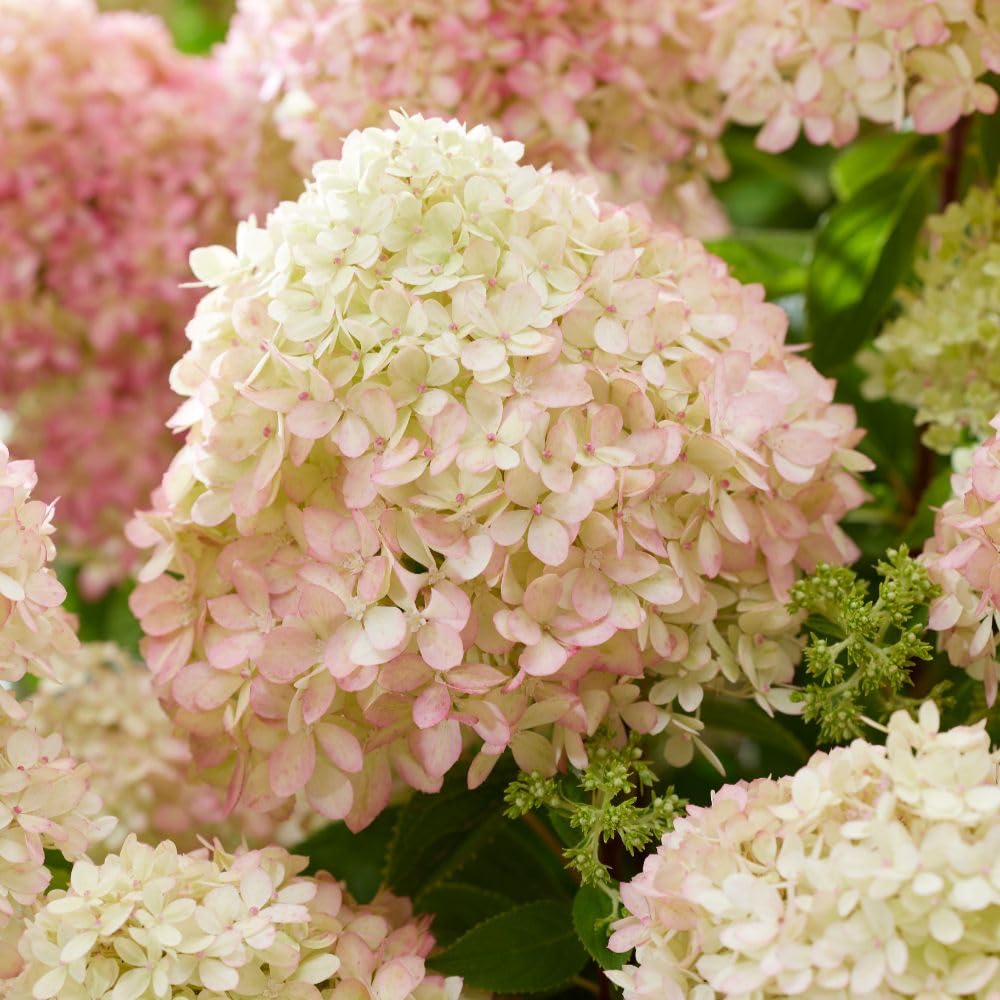 Thompson & Morgan Pink Hydrangea Paniculata 'Living Little Love' - 12Cm Pot X 2 - Colour-Changing Blooms For Up To 100 Days - Compact & Hardy Shrub - Perfect For Shady Spots