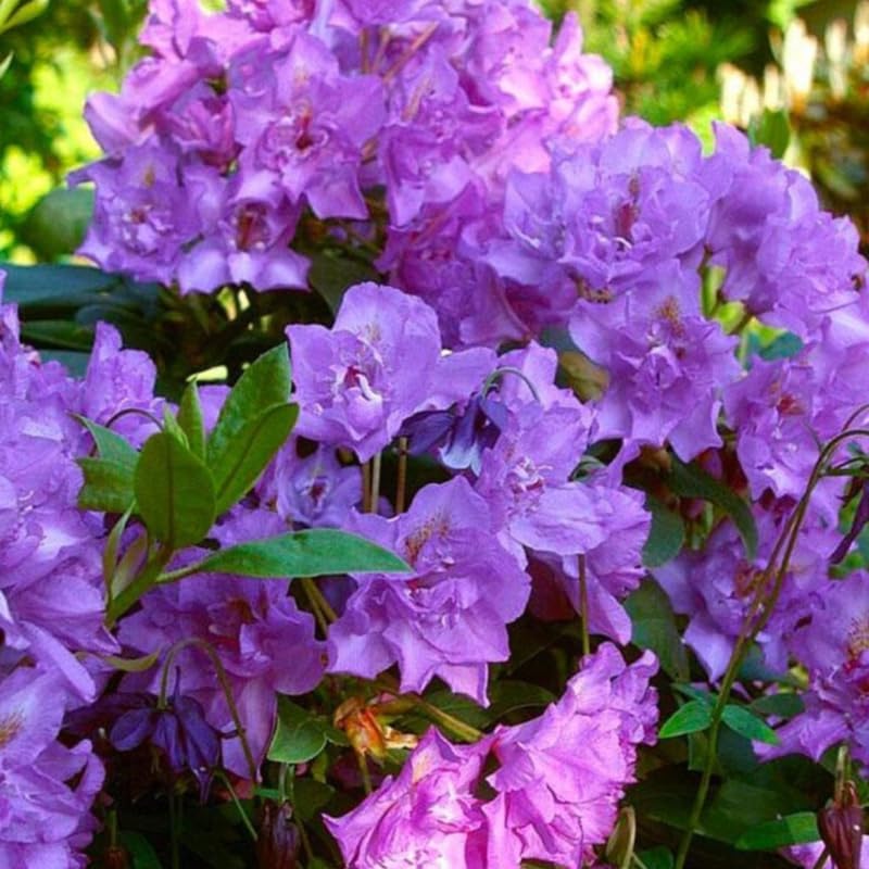 Purple Blue Rhododendron Live Plant Shrubs for Outdoor Planting, Azalea Bushes Ready to Plant, Fragrant Rhododendron Plant Live