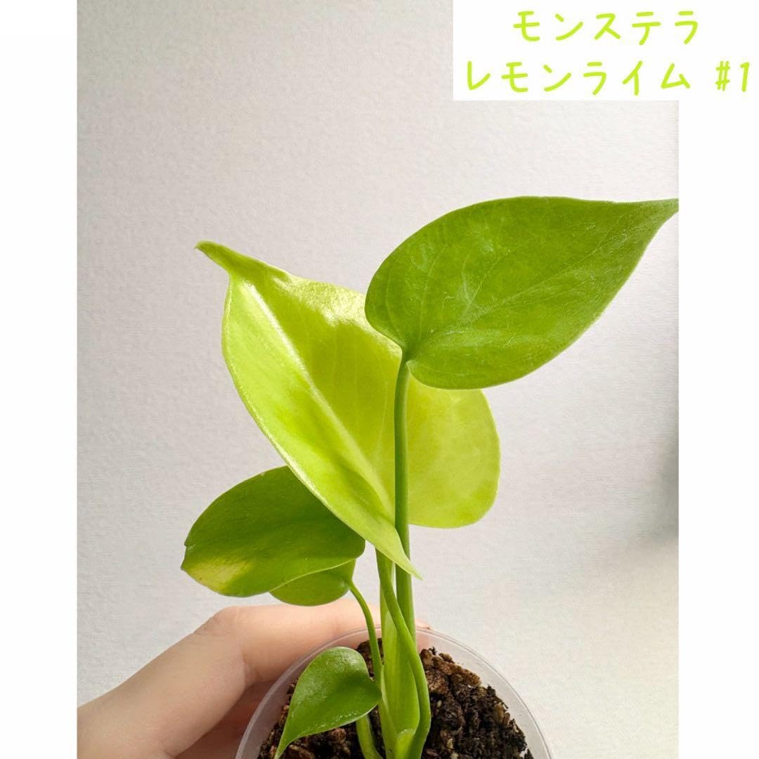 Amazon.co.jp: モンステラ レモンライム #1 : 食品・飲料・お酒