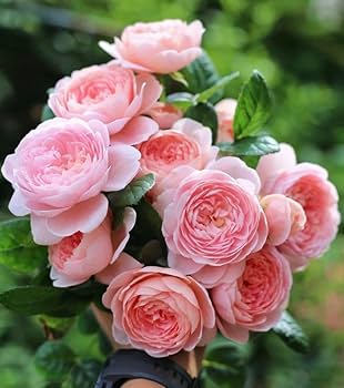 ひろココ♡さま専用 イングリッシュローズ苗 ひろココ♡さま専用 イングリッシュローズ苗 バラ苗