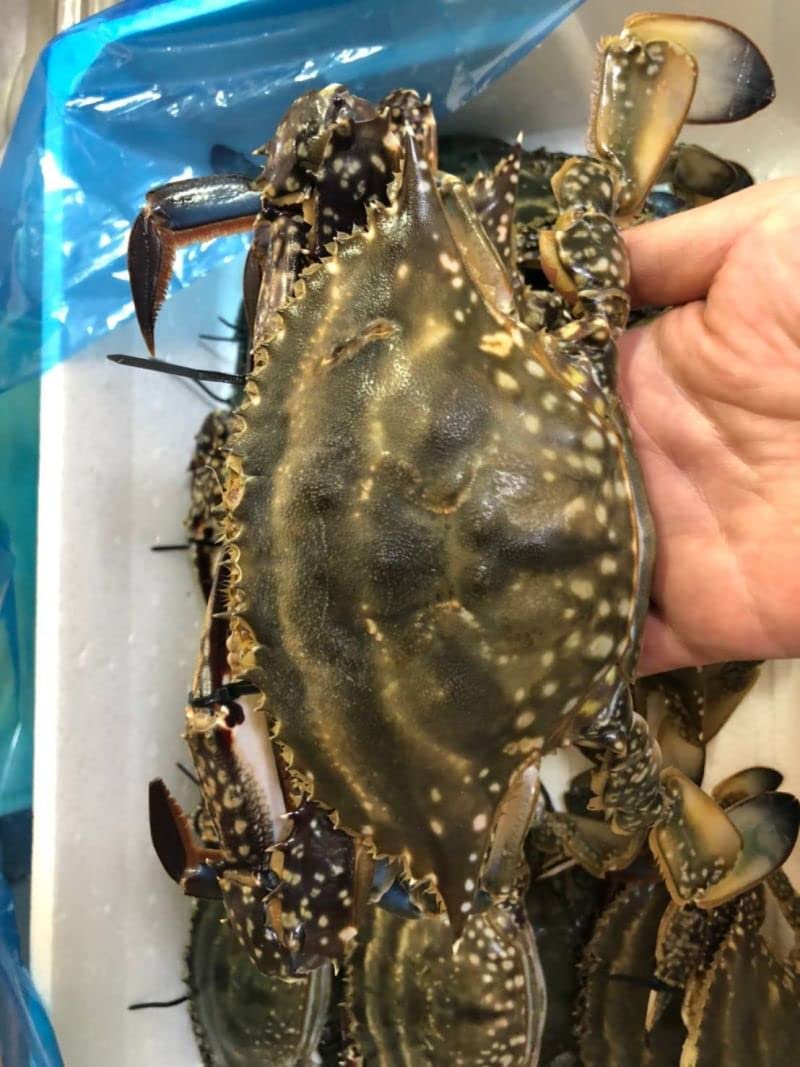 函館噴火湾ワタリガニ×10【メス】 函館 噴火湾産 ワタリガニ メス内子入り 2kg わたりがに 渡り蟹