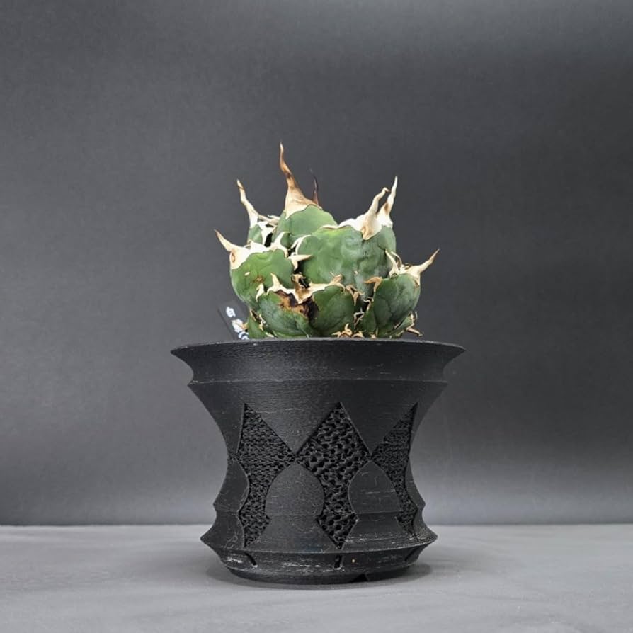 Amazon.co.jp: 【CrownSword】3Dプリンター製植木鉢 アガベ、塊根植物