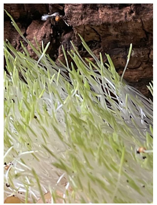 Hirse Samen | Terraristik | Nager | Vögel | Terrarieneinrichtung | Tierspielzeug