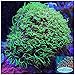 coralSLover Live Saltwater Coral Frag - Green Star Polyps