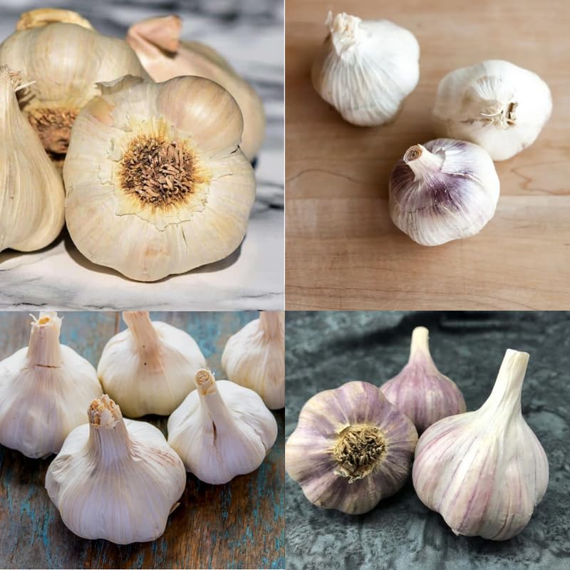Mezcla de bulbos de ajo para plantar, 4 bombillas, tipos mixtos, cada tipo uno, bulbos de ajo de cuello duro, para jardinería al aire libre