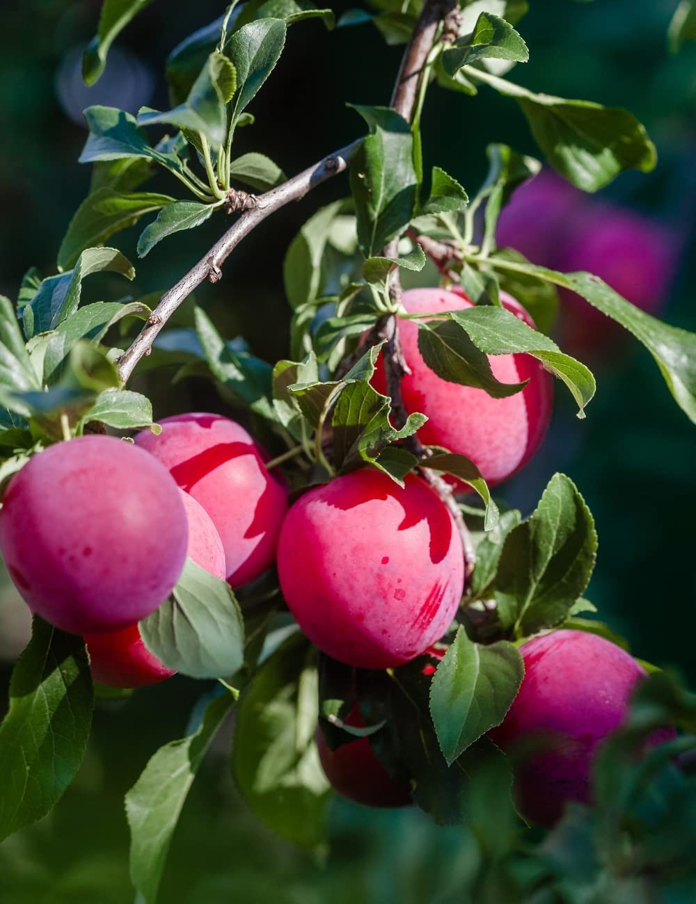 Cloud Farm Exotic Live Grafted Plum (Aalu bukhara/Aloo bukhara