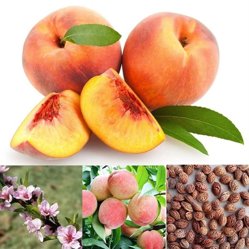 50 Pieces Peach Seeds Growing kit Delicious Fruit Tree seedlings seedlings for Garden Yard Planting Peach Seeds 1: Package Contains Seeds
