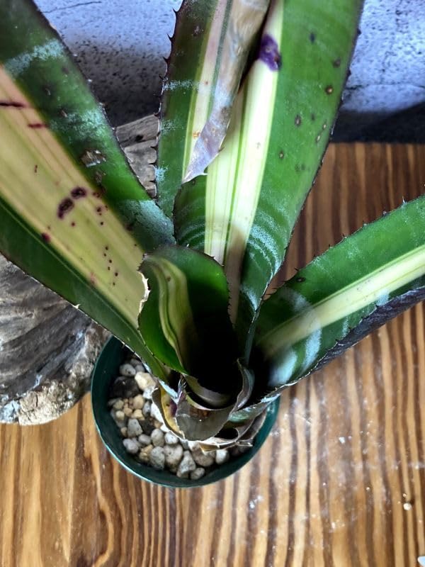 エクメア　チャンティニー　ロベルトメネスカル　子株発根済　タンクブロメリア IMG_2908.jpg