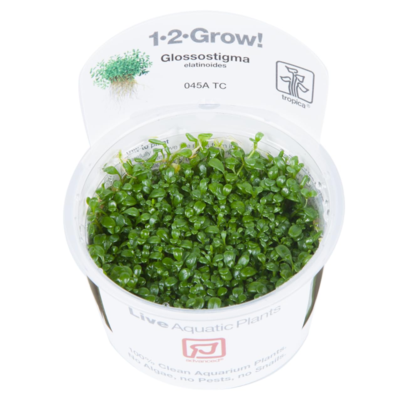 Tropica Glossostigma elatinoides 1-2-Grow Coltura di tessuti in vitro Pianta per acquario vivo, sicura per gamberetti e senza lumache