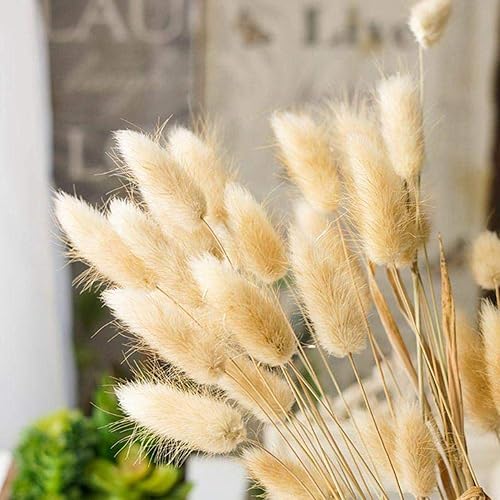 Miniatura 5 de 30 piezas de hierba seca de cola de conejo, hierbas secas naturales, flores secas para arreglos florales, boda, decoración del hogar, H