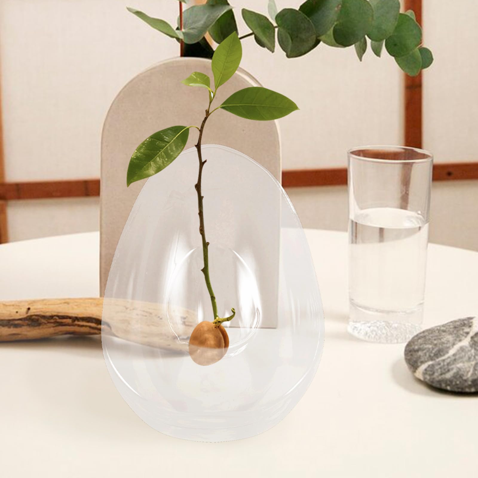 Alipis Vase hydroponique en Verre pour avocatier - Pot de Culture pour avocatier - Vase bulbe en Verre pour la Propagation des Plantes - Décoration de Table