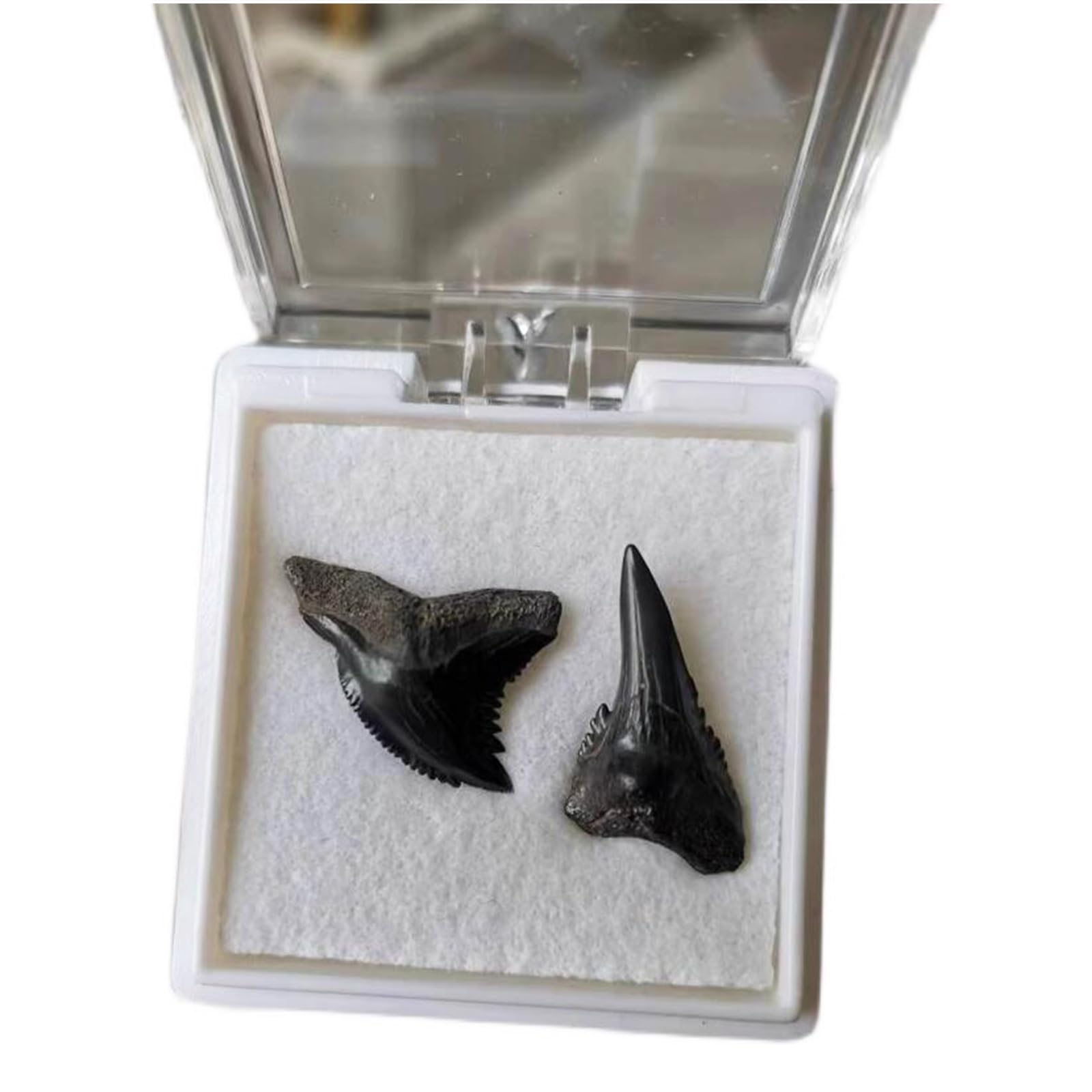YRQMGSF Shark Tooth Fossil - Natural Marine Biology Popular Science Teaching Specimen Prehistoric Shark Teeth Fossil for Art Collections, Home Bar Decor, 2 Pcs