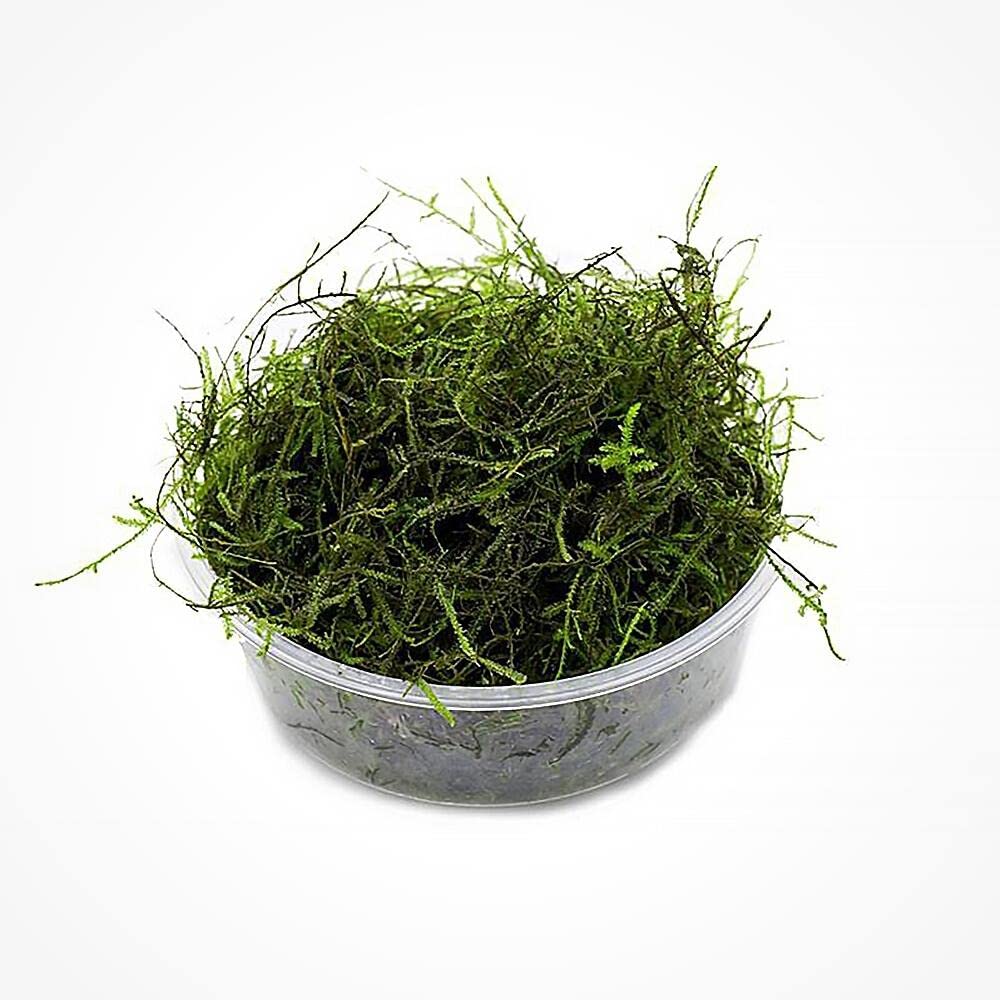 Java Moss Live Aquarium Plant - Freshwater Fish Tank Decorations for Natural Decor (Large Cup)