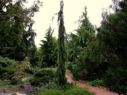 Narrow Weeping Alaskan Cedar - Chamaecyparis nootkatensis 'Van den Akker' 2 - Year Live Plant
