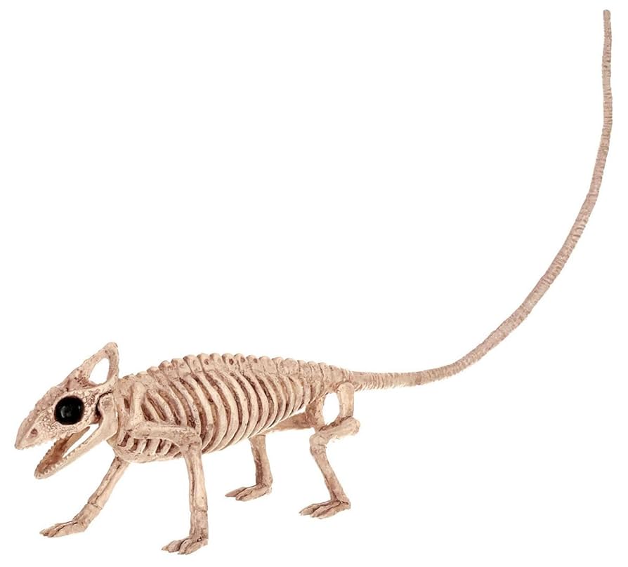 新品　CALMA STORE 38灯 Skelton Tortoise 新品 CALMA STORE 38kt Skelton Tortoise 38灯