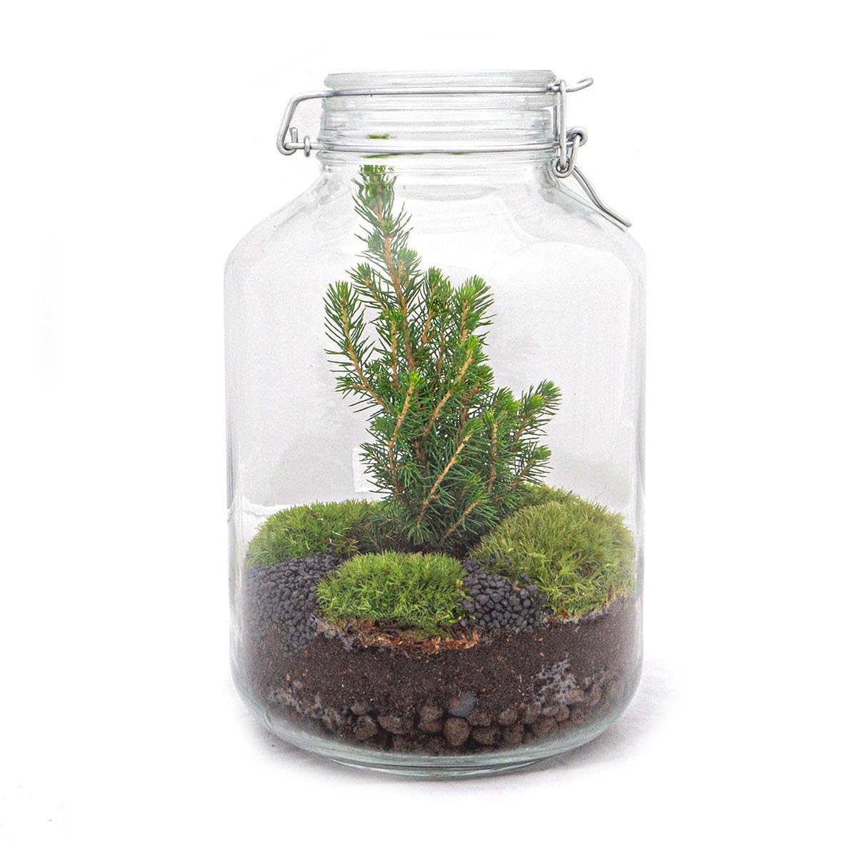 urbanjngl - Planten Terrarium im Glas - Weihnachtsbaum - Selbstregulierendes Ökosystem - Höhe 28 cm - Dekoratives Pflanzenarrangement für Ihr Zuhause
