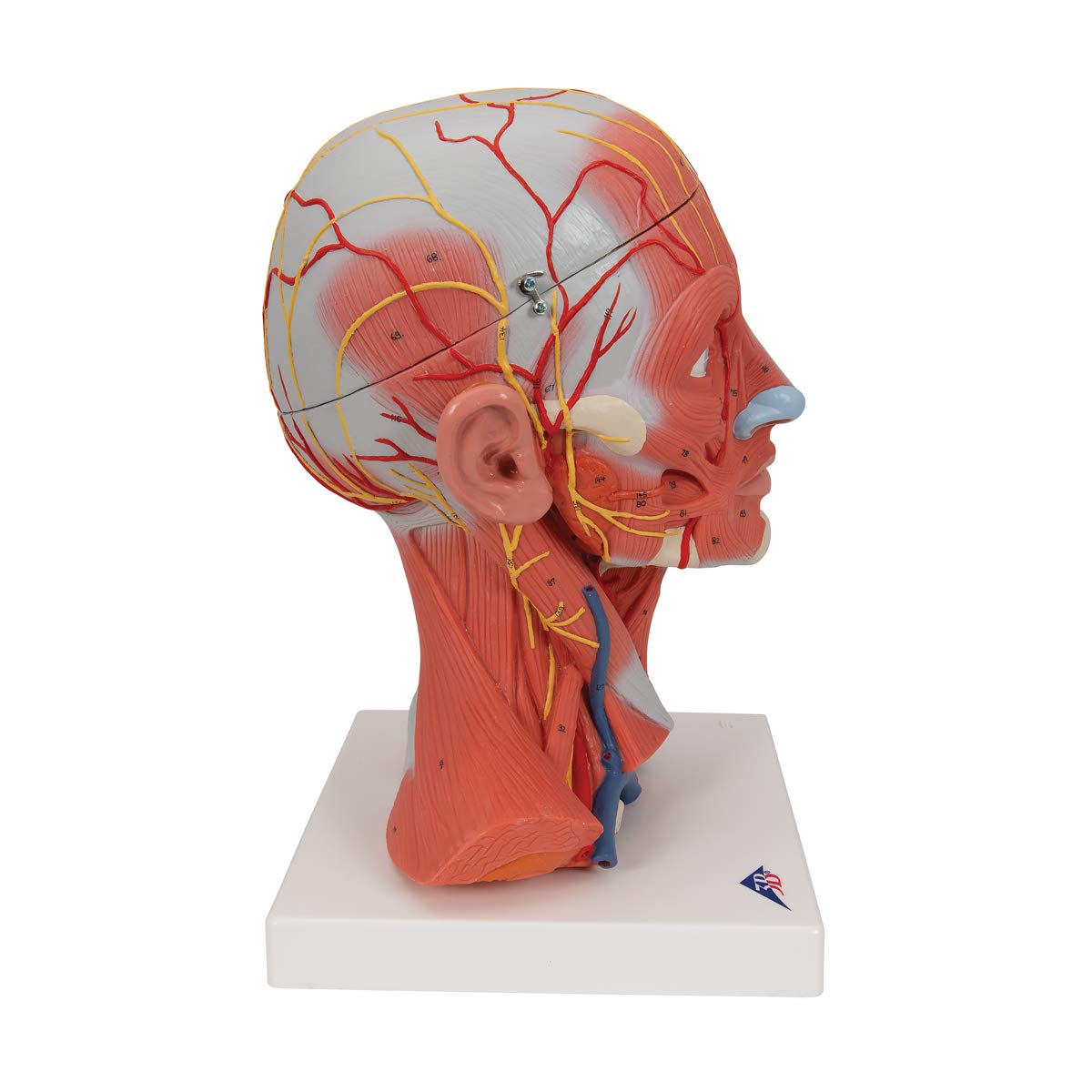 Image secondaire de 3B Scientific® Tête Taille Réelle – Modèle Humain en 5 Parties avec Muscles, Nerfs, Vaisseaux & Cerveau Amovible + Smart Anatomy