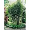 Horstbildender Bambus "Pingwu" (Fargesia robusta) Winterharte Bambus