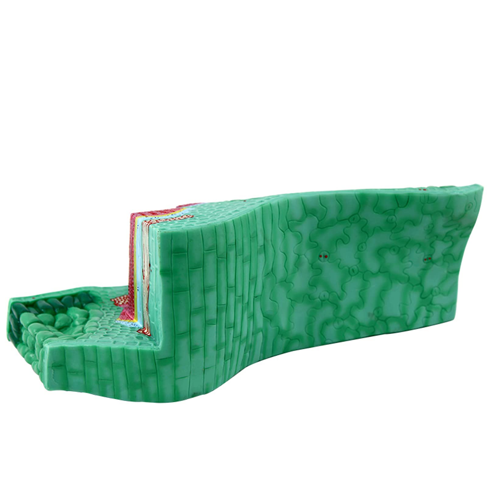 Modello di Struttura fogliare Modello anatomico di pianta, Materiale in PVC utilizzato per Il Modello didattico di Attrezzature per esperimenti biologici Sussidi didattici per Studenti
