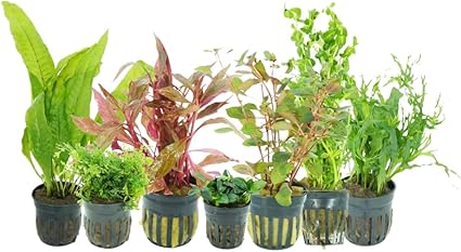 Live Aquarium Plants Variety Pack – Nursery’s Choice Easy Beginner 6-Pot Package | Freshwater Tank Starter Kit, Hardy Low-Light Aquatic Plants
