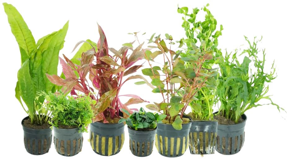 Live Aquarium Plants Variety Pack Nurserys Choice Easy Beginner 6-Pot Package | Freshwater Tank Starter Kit Hardy Low-Light Aquatic Plants