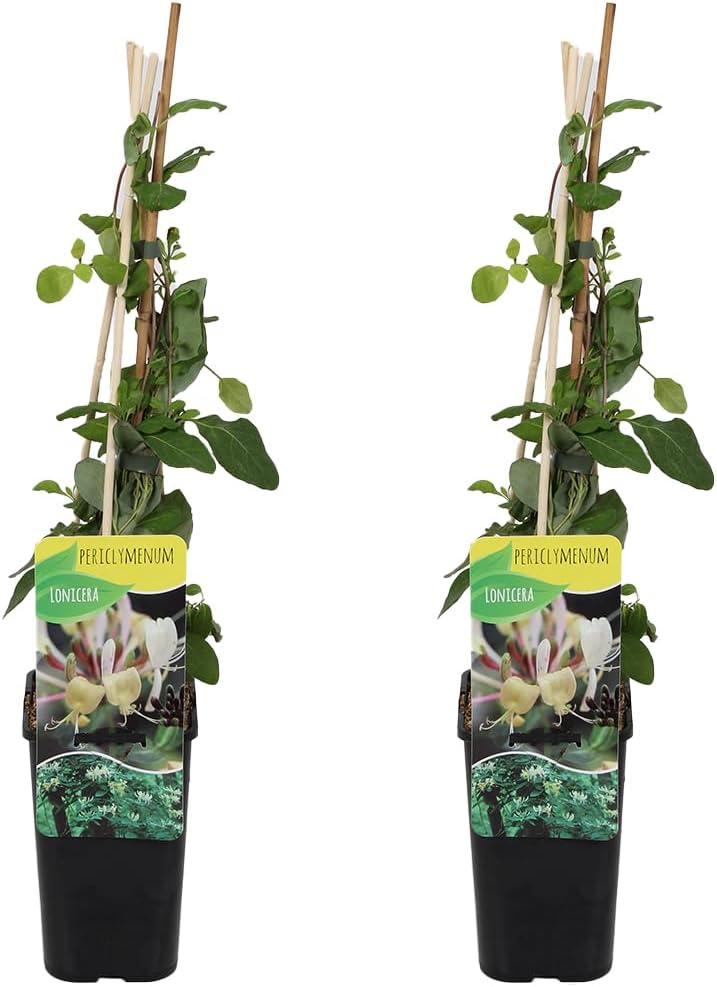 Bloomique - Set of 2 - Lonicera periclymenum - Wild Honeysuckle - Yellow - Climbing Plants - Garden Plants - Hardy - Pot 15 cm - 70-80 cm High