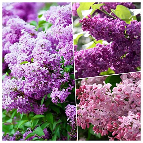 Notswoh-Mixed Lilac Seeds Fragrant Hardy Perennial Flower (50 Seedspack) #TOP9