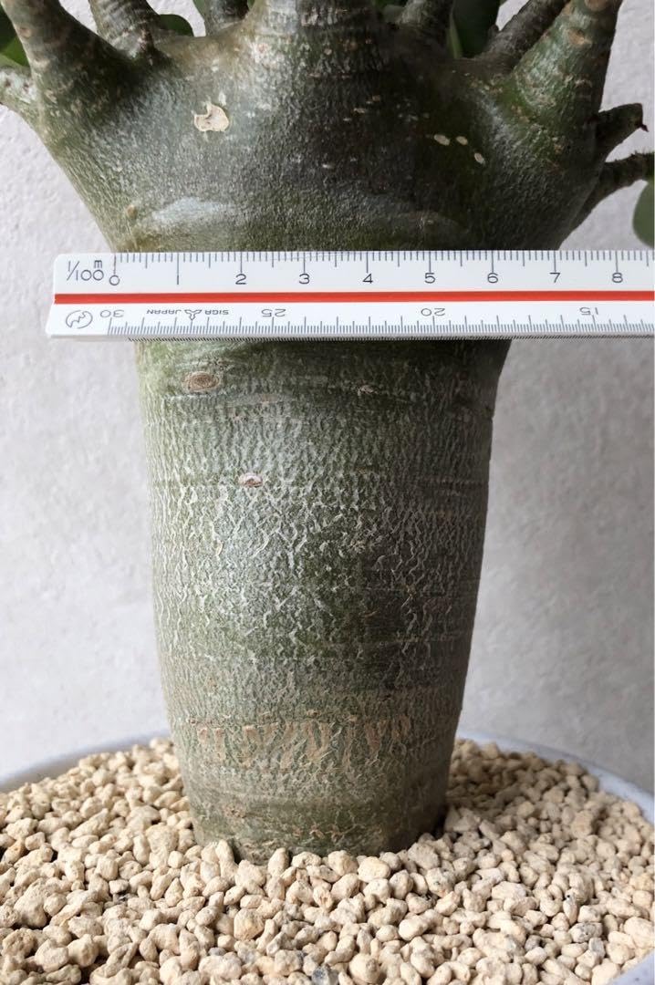 【激レア/塊根植物】アデニウム アラビカム ゴジ バオバブタイプ 鉢植え Amazon.co.jp: 塊根植物 アデニウム バオバブタイプ 鉢ごと発送