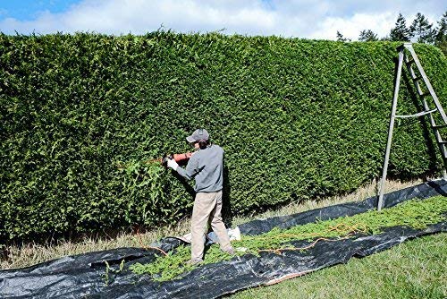 Thuja Plicata 'Green Giant' Arborvitae - 12 Live Quart Size Plants - Live Evergreen Privacy Tree #TOP5