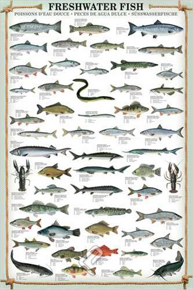 Empire Poster Educativo Dinosauri In Inglese - Dimensioni 68x98 Cm - Versione 6