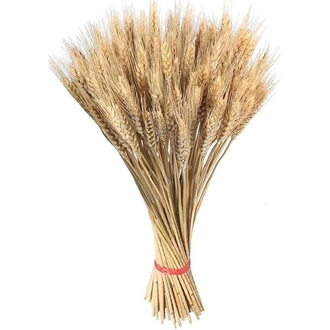 DECOALIVE Ramo de Trigo Natural Deshidratado Cover