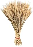 ramo de flores secas significado Ideal para decorar el hogar DECOALIVE Flores Secas Ramo de Trigo Natural Deshidratado Ideal para Regalo Ramo Flores Preservadas