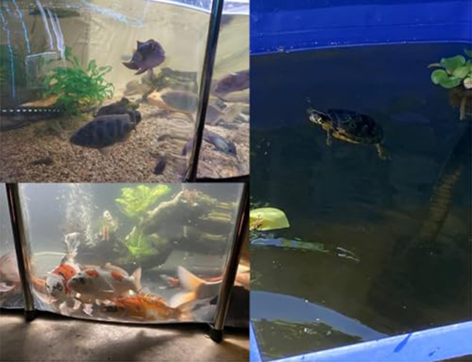 200x100x61cm,Estanque Elevado para Peces: Revestimiento De Lona De PVC con Estructura De Acero, Fácil De Instalar, Ventana Transparente, Tanque Ideal para La Cría De Carpas Koi.