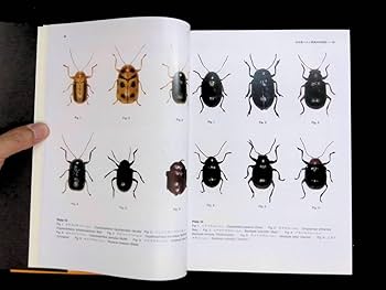 日本産ハムシ類幼虫・成虫分類図説 日本産ハムシ類幼虫・成虫分類図説(木元新作, 滝沢春雄 共著