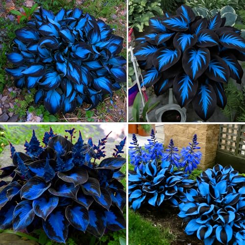 Mixrug Hosta Seeds for Planting, 150+pcs Rare Perennial Hosta Flower Seeds, Non-GMO Heirloom Long Blooming Plants Shaded Entry Pathway Flowers for Garden Outdoors