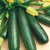 Fordhook Zucchini Summer Squash Seeds - 4 g Packet ~20 Seeds - Non-GMO, Heirloom - Vegetable Garden - Cucurbita Pepo